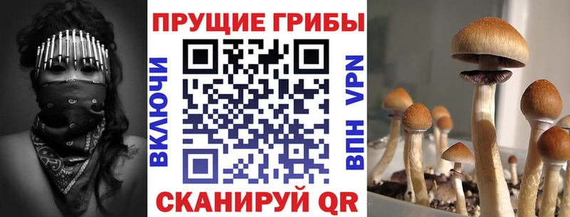 наркотики  Химки  дарк нет наркотические препараты  Галлюциногенные грибы MAGIC MUSHROOMS 